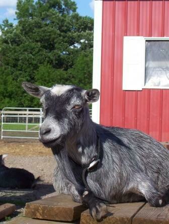 Soy Free Goat Sheep Feed