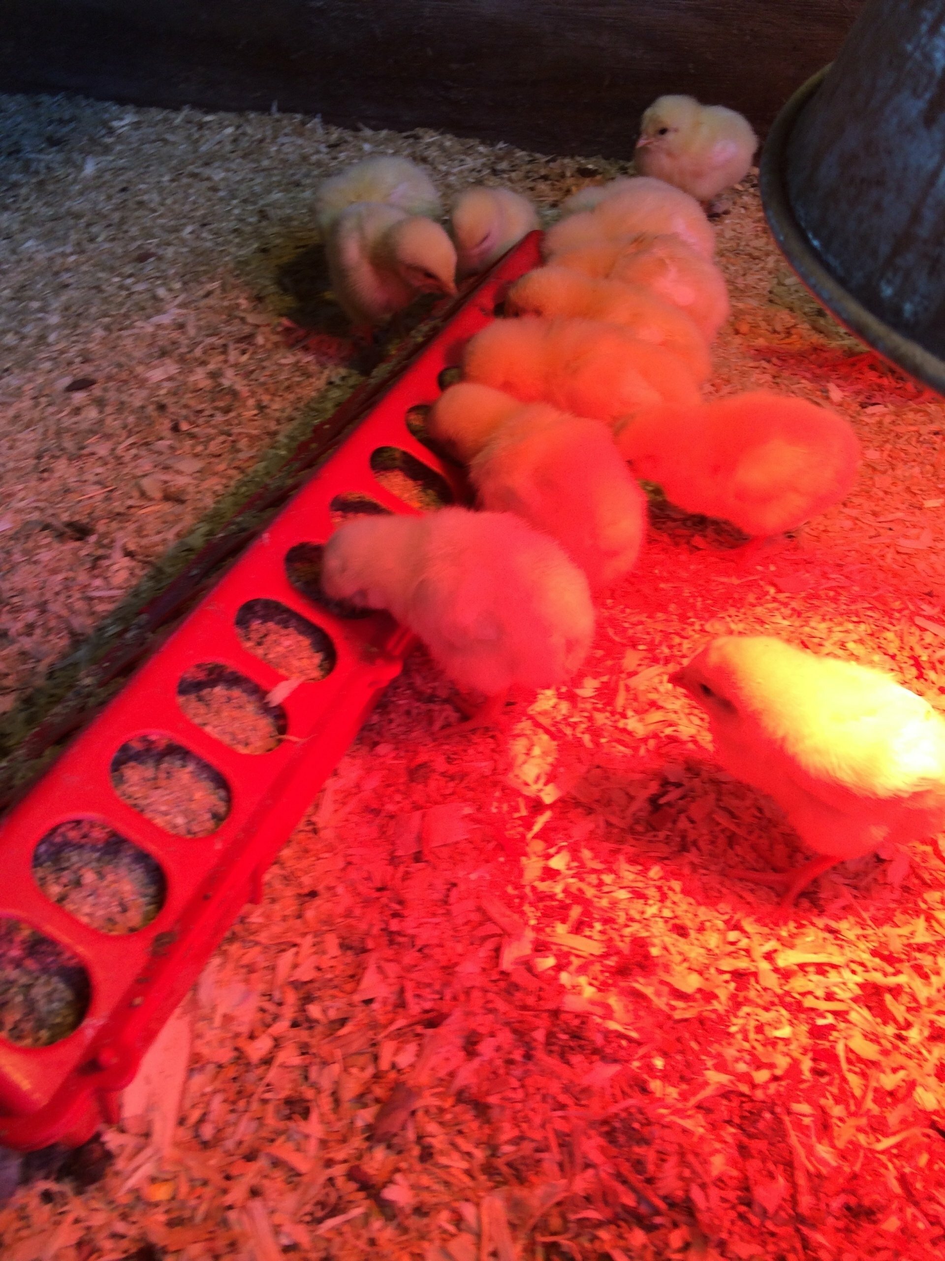 Soy Free Chick Starter 20 Ground