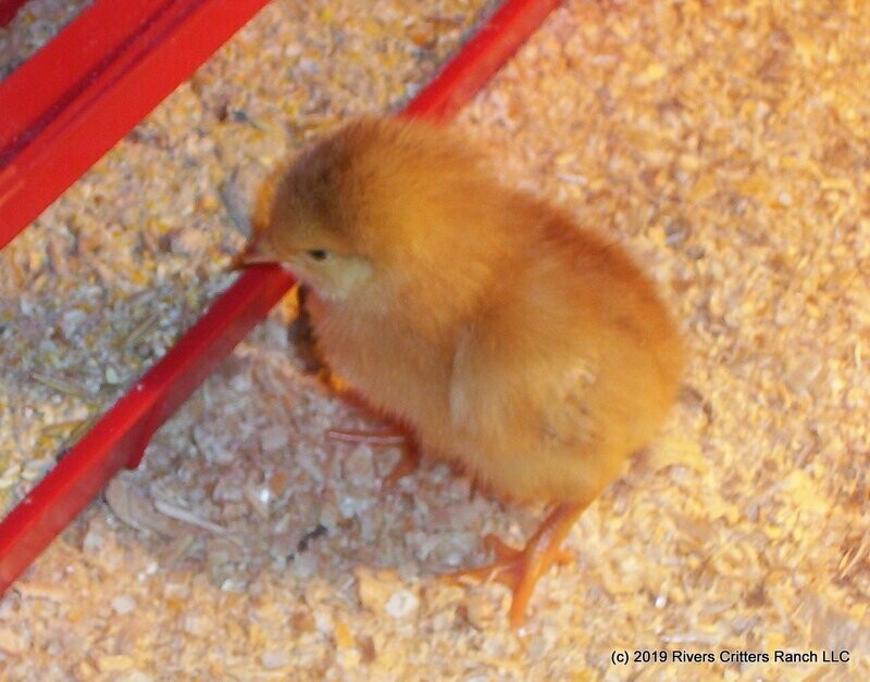 Chick eating organic 20G starter feed RCR Organic Feedstore Hamburg MN
