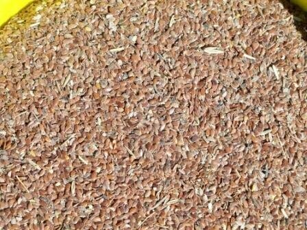 Flax Seed Whole