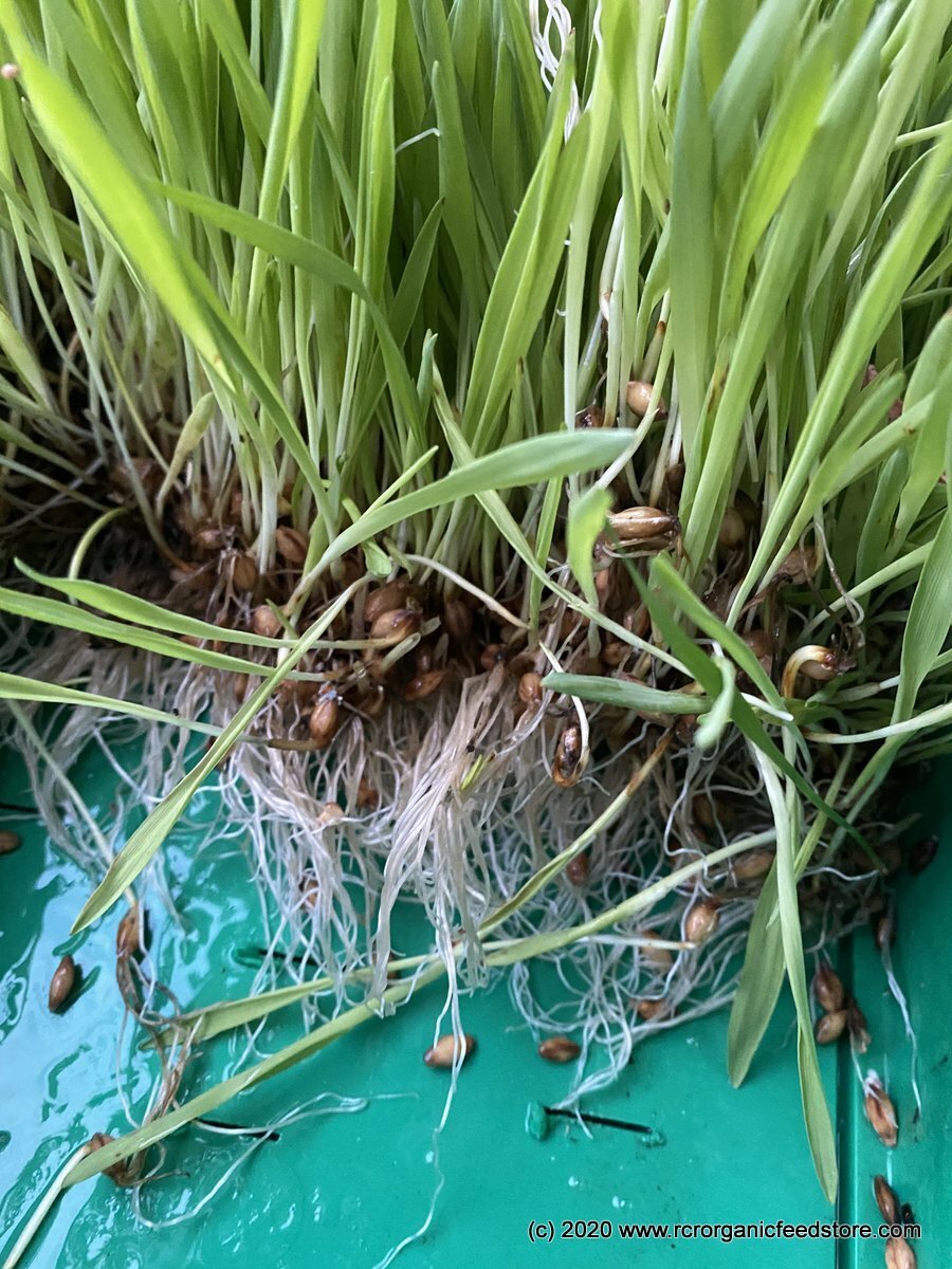 Barley Whole Grain
