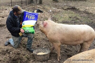 Hog Pig Feed