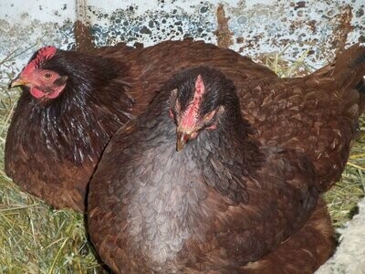 Organic Layer Feed for Healthier Hens