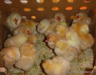 Organic Starter Feed for Poultry | Non-GMO & Soy-Free