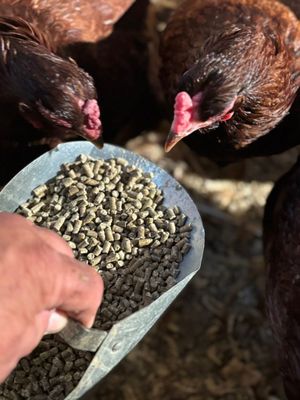 Two hens eating organic layer feed from a metal scoop on our farm, the same feed we use every day at Rivers Critters Ranch.