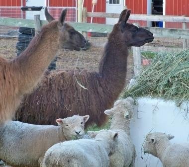 Organic Livestock Feed | Non-GMO for Happier Animals