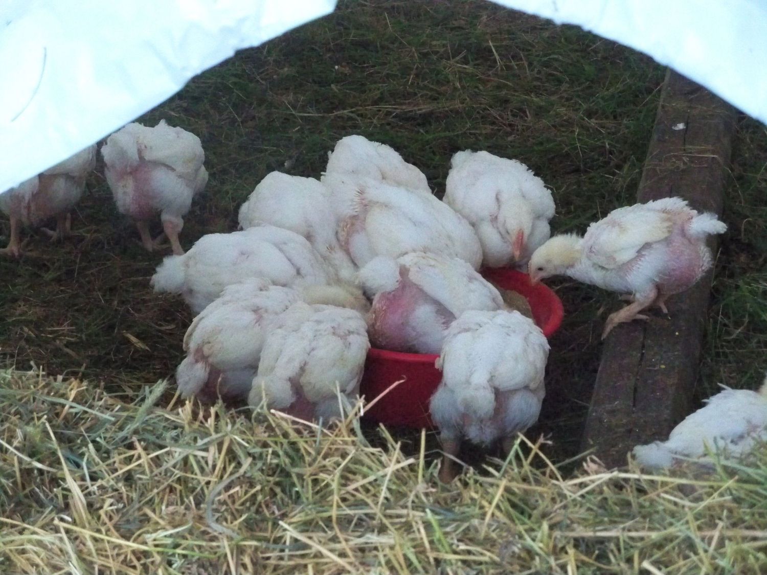 Poultry Organic Grower Feed 18 Protein Ground GMO Free