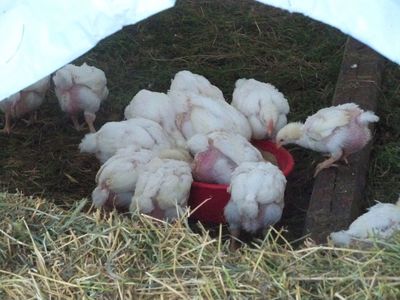 二ELMO ORGANIC ADULT CHICKEN 9kg Poultry Organic Grower Feed 18 Protein Ground GMO Free