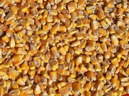 Whole corn livestock and poultry feed — RCR Organic Feed Store, Midwest organic mill sourced.