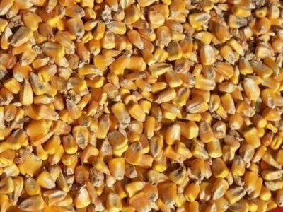 Corn Whole Whole corn livestock and poultry feed — RCR Organic Feed Store, Midwest organic mill sourced.