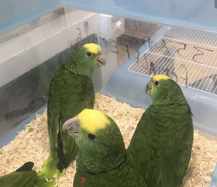 Amazon parrots