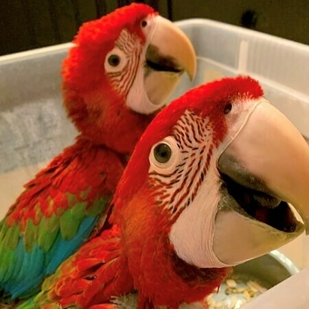 Green wing macaws