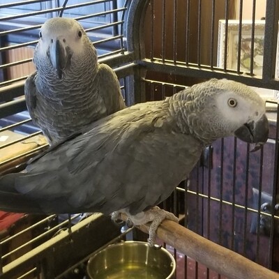 AFRICAN GREYS
