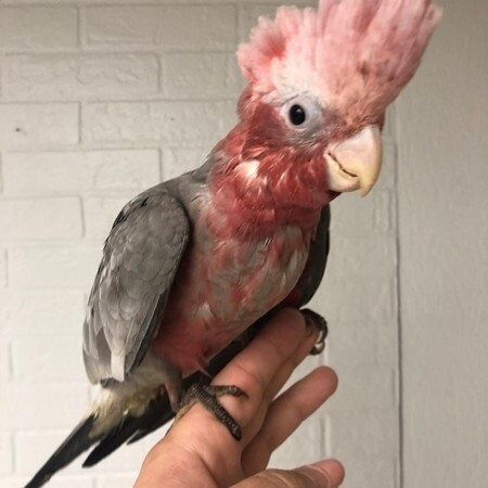 ROSE BREASTED COCKATOO