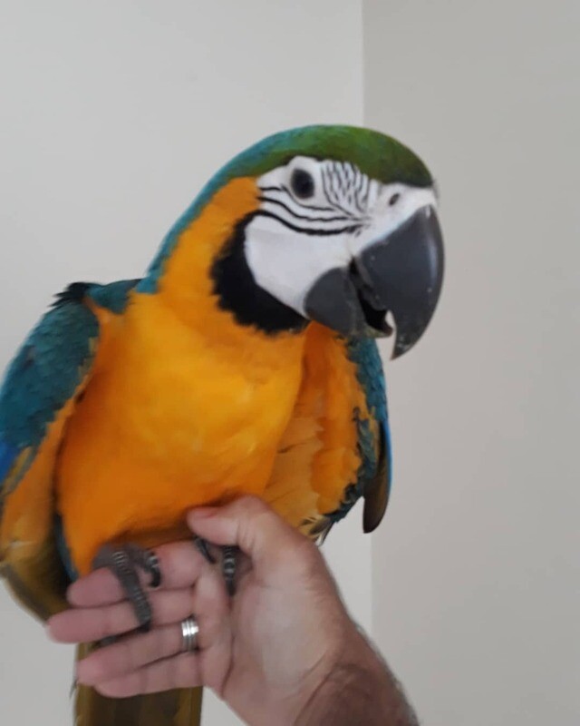 BLUE AND GOLD MACAWS