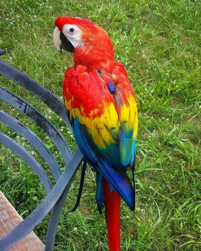 SCARLET MACAW