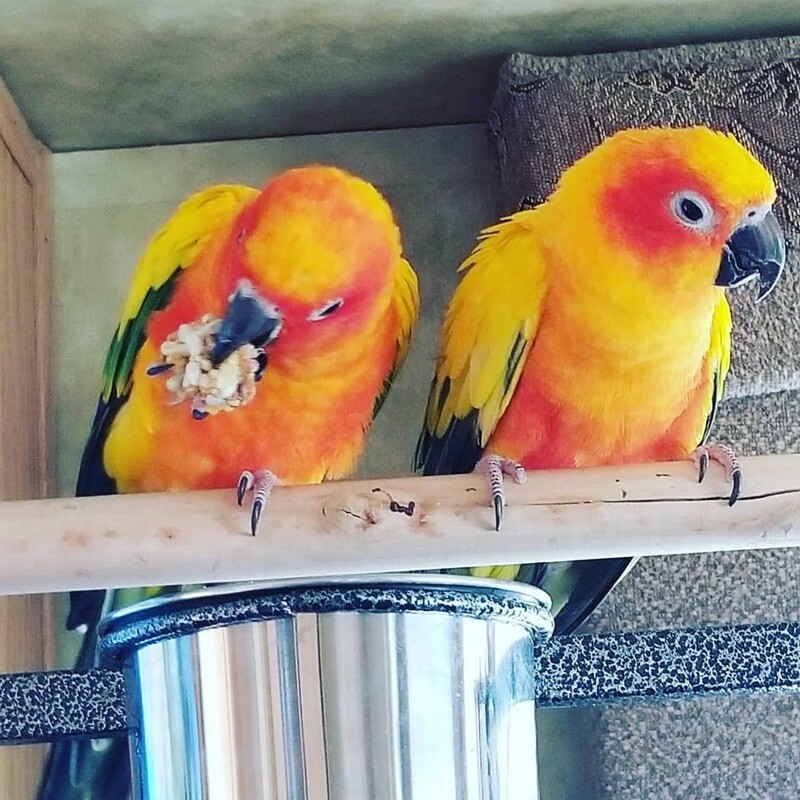 Sun conures