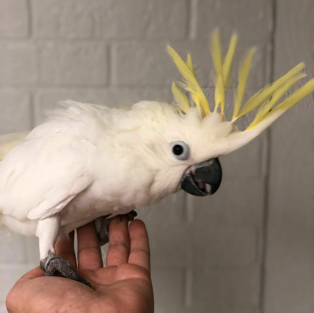Cockatoos