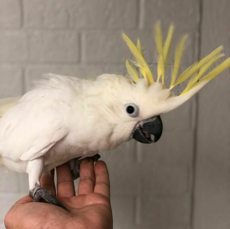 Cockatoos