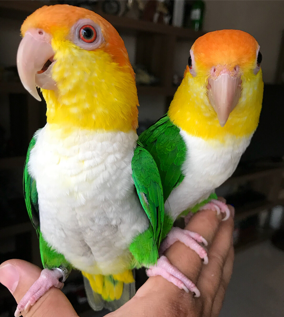 CAIQUES