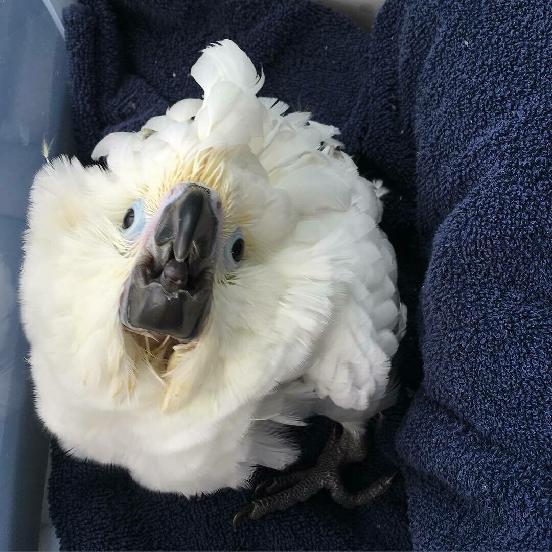 Umbrella Cockatoo