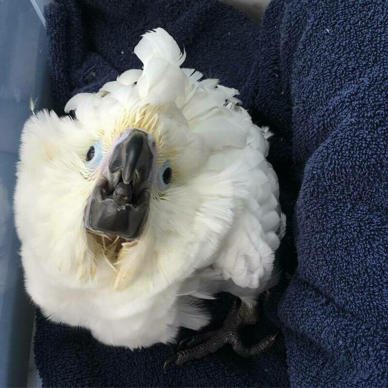 Umbrella Cockatoo