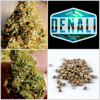 Denali CBG Seeds