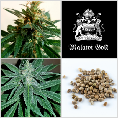 Malawi Gold Seeds