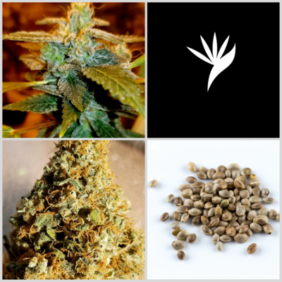 Feminized Seeds