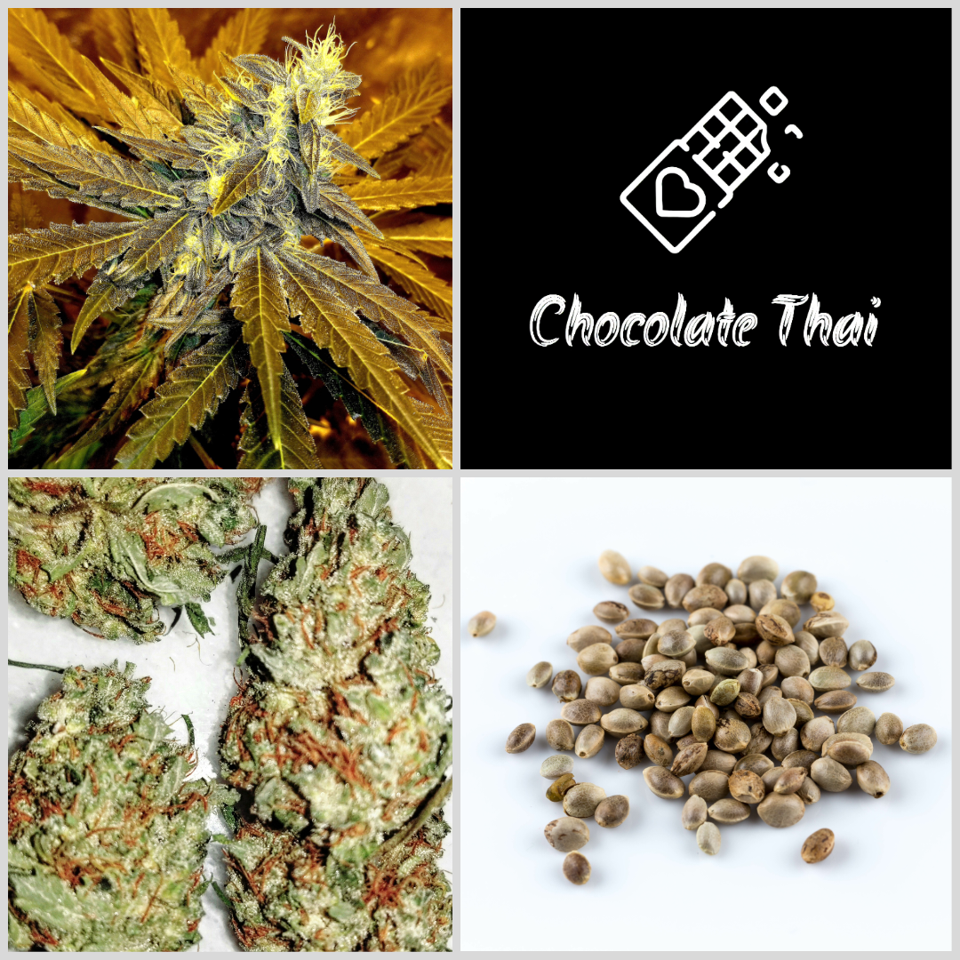 Chocolate Thai Seeds