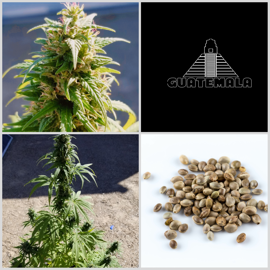 More Seeds