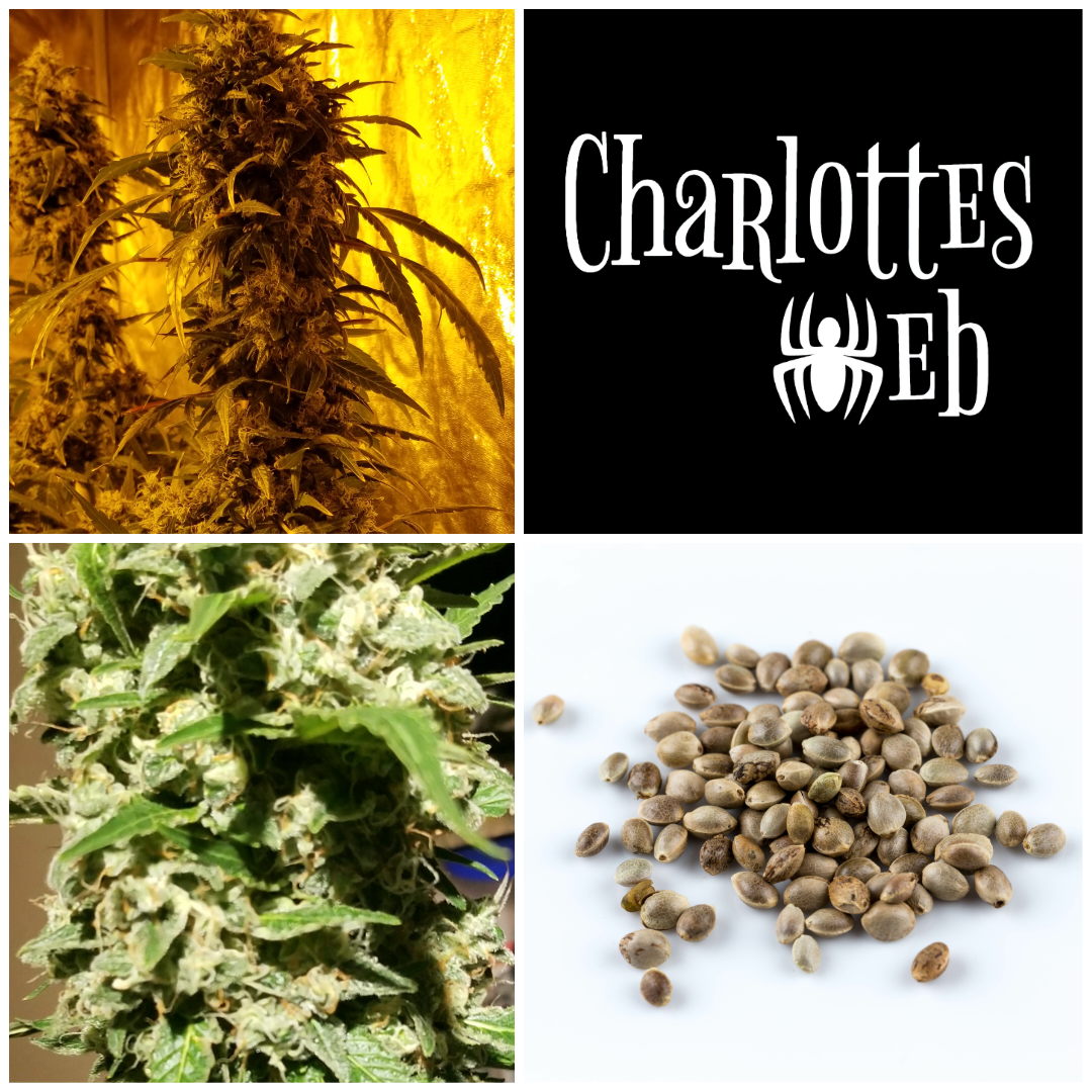 Charlotte&#39;s Web Seeds