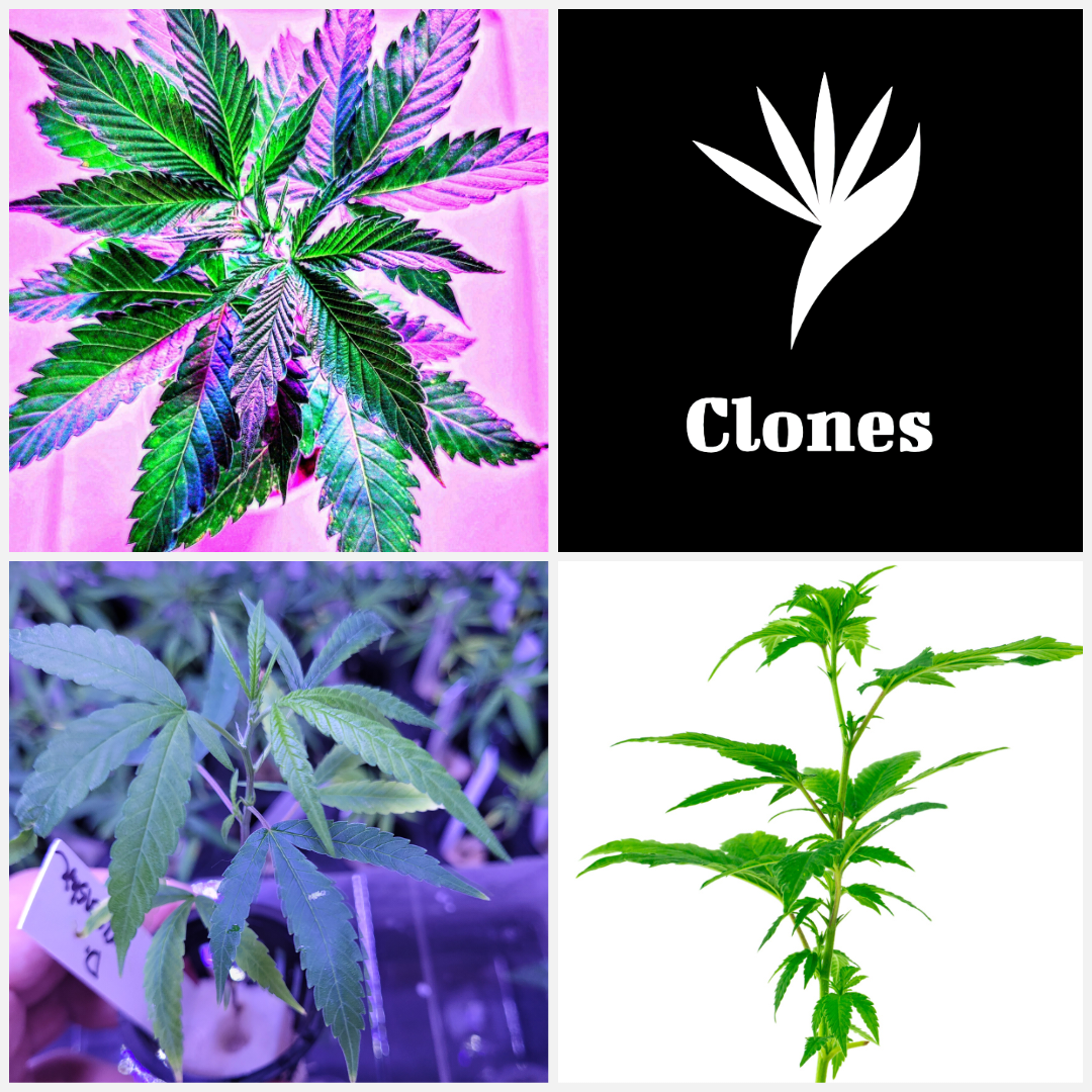 0 - Clones