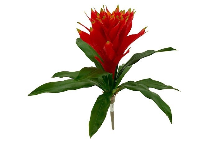 Guzmania