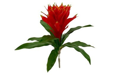 Guzmania