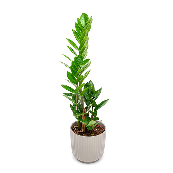 Zamioculcas ehk Sulgvõhk