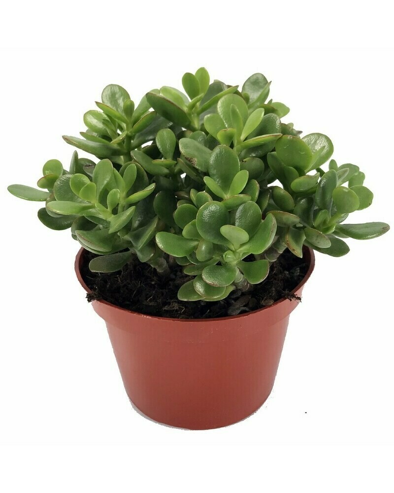 Crassula Ovata ehk Rahapuu P11