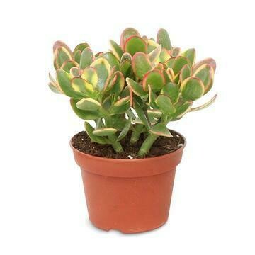 Crassula Ovata Sunset ehk Rahapuu P10,5