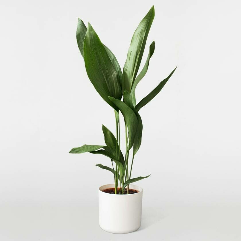 Aspidistra ehk Lehtliilia 70cm