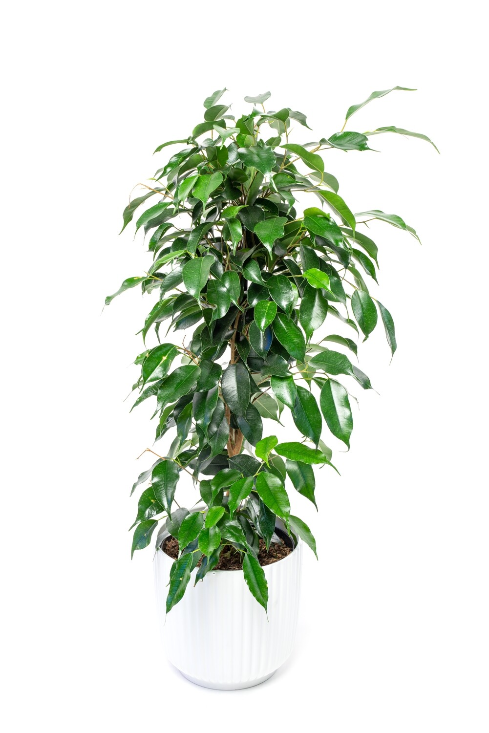 Ficus Benjamin