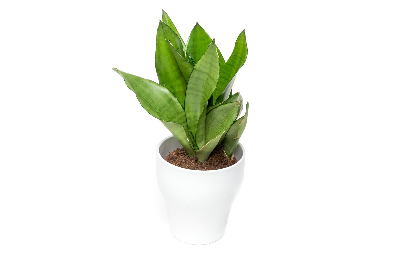 Sansevieria  ehk Havisaba