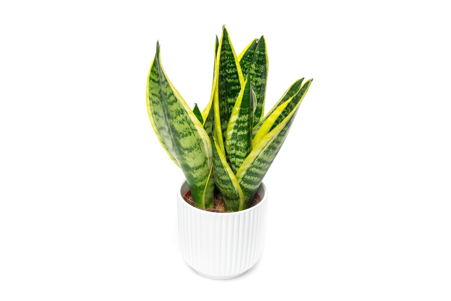 Sansevieria ehk Havisaba