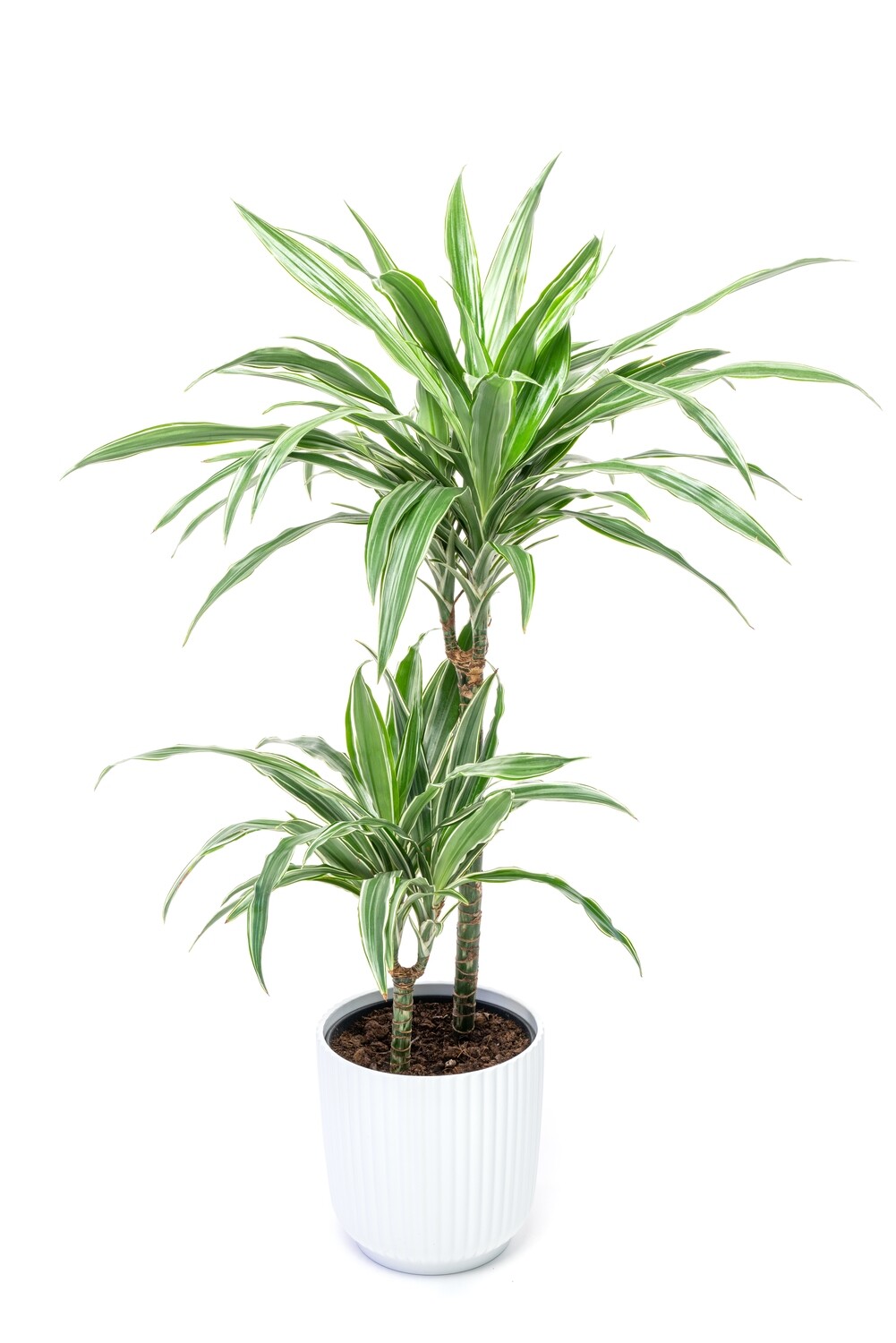 Dracaena ehk Lõhnav draakonipuu
