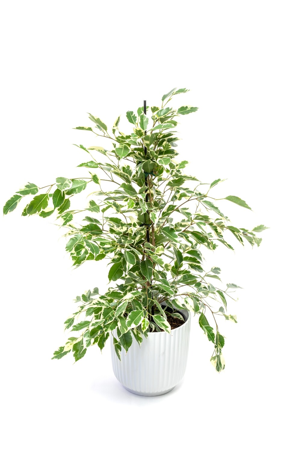 Ficus Benjamin Twilight Viigipuu
