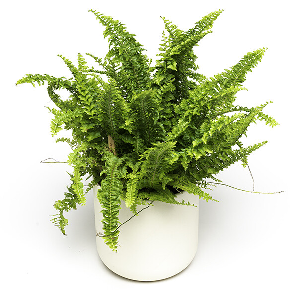 Nephrolepis ehk Sõnajalg