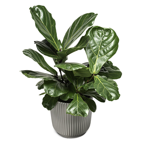 Ficus Lyrata ehk Lüüra-viigipuu