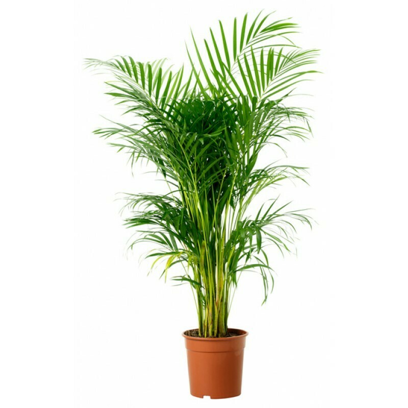 Areca palm