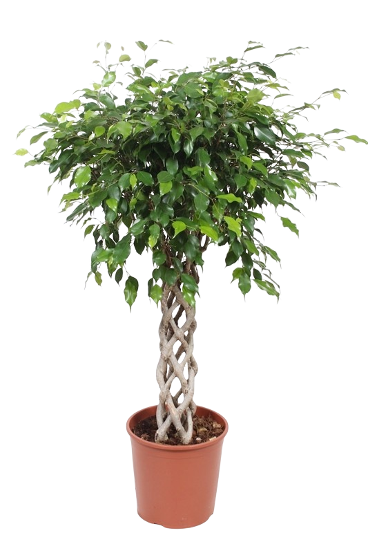 Ficus Exotica ehk Viigipuu