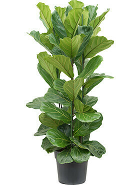 Ficus Lyrata ehk Lüüra-viigipuu