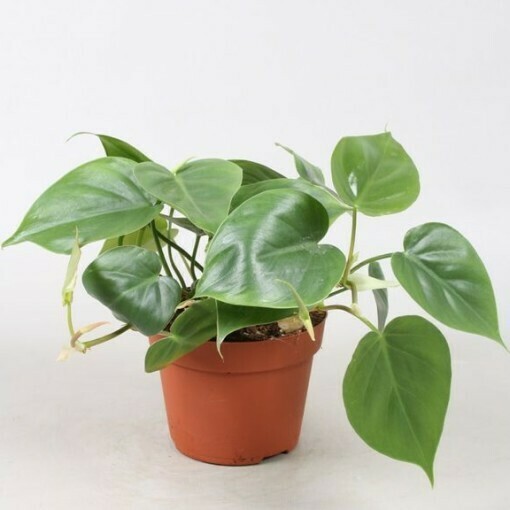 Philodendron ehk Lehepuu